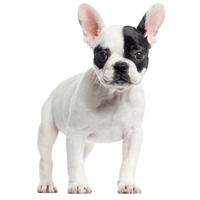 Marshmellow Male French Bulldog Puppy