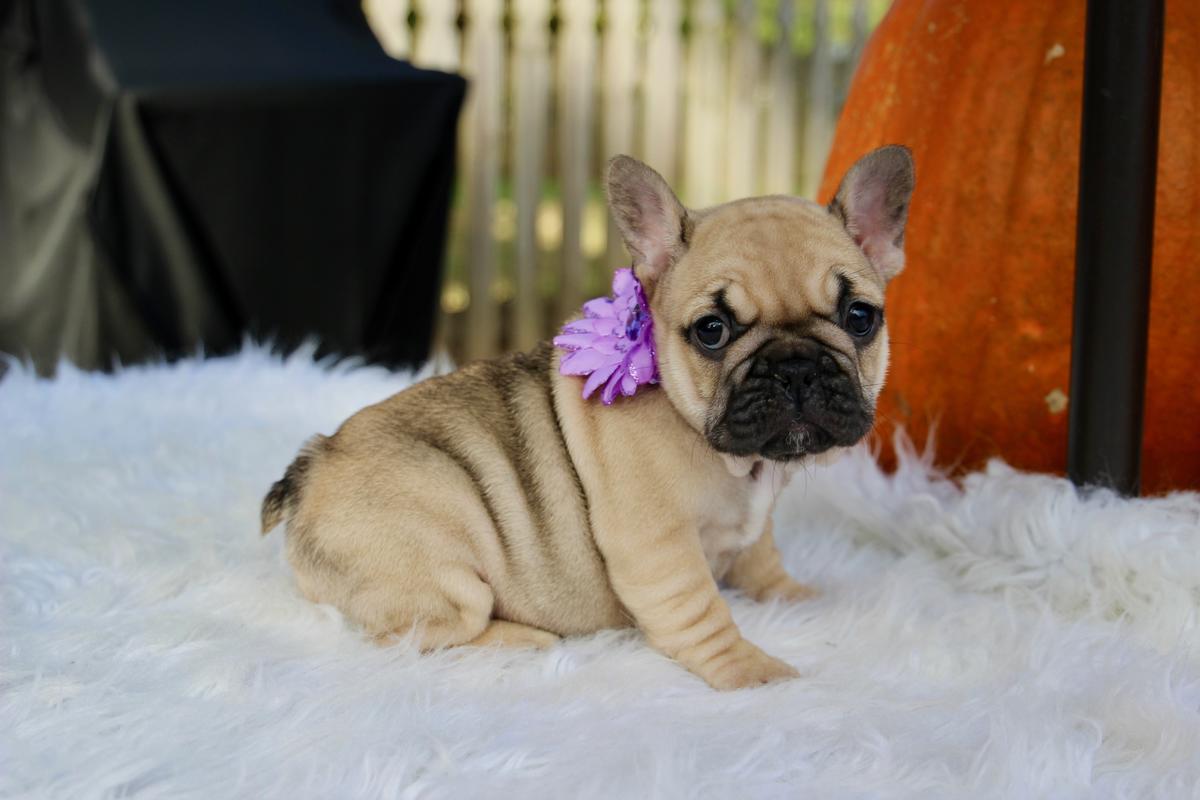 French Bulldog Puppy Pictures And Information