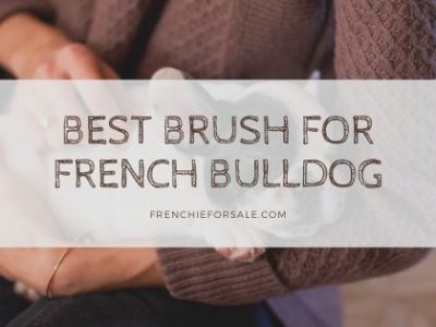 Best Brush for French Bulldog