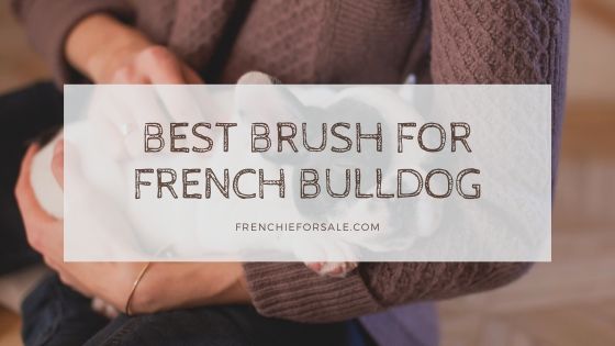 Best Brush for French Bulldog