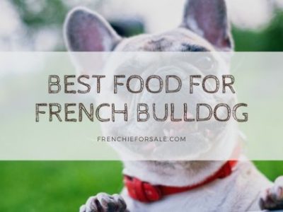 Best Food For French Bulldog Puppy