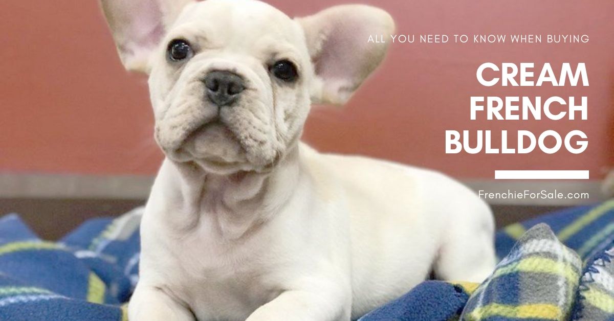 Cream French Bulldog Puppies for Sale