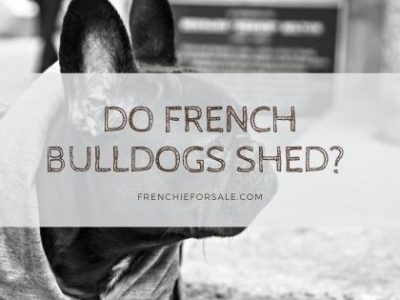 Do French Bulldogs Shed? 
