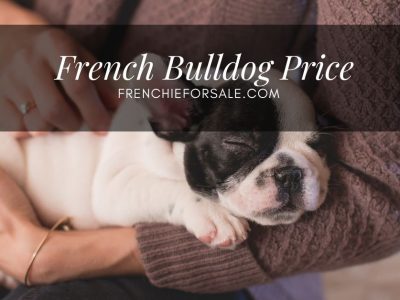 French Bulldog Puppies Price Range