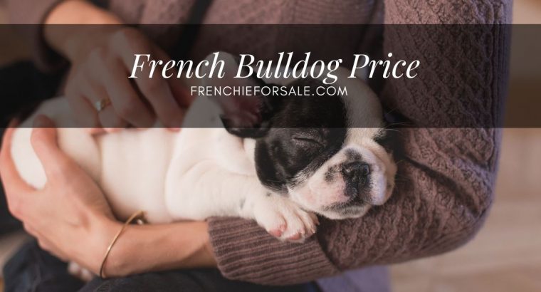 French Bulldog Puppies Price Range