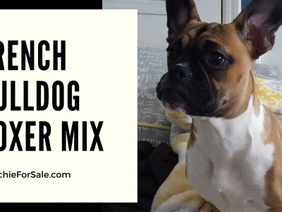 French Bulldog Boxer Mix