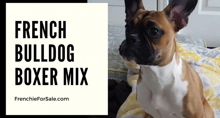French Bulldog Boxer Mix