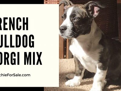 French Bulldog Corgi Mix