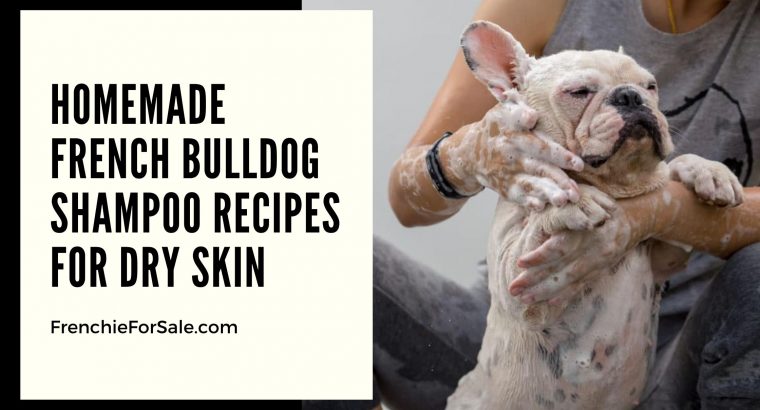 Homemade French Bulldog Shampoo Recipes for Dry Skin