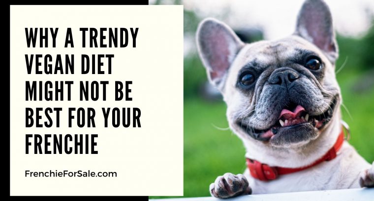 Why A Trendy Vegan Diet Might Not Be Best For Your Frenchie