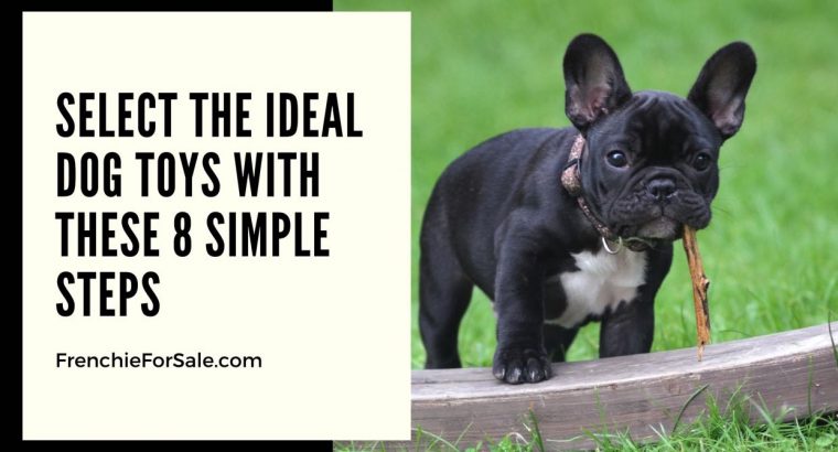 Select the Ideal Dog Toys with These 8 Simple Steps