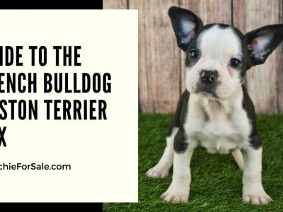 Guide To The French Bulldog Boston Terrier Mix