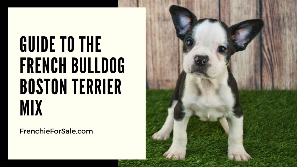 Guide To The French Bulldog Boston Terrier Mix