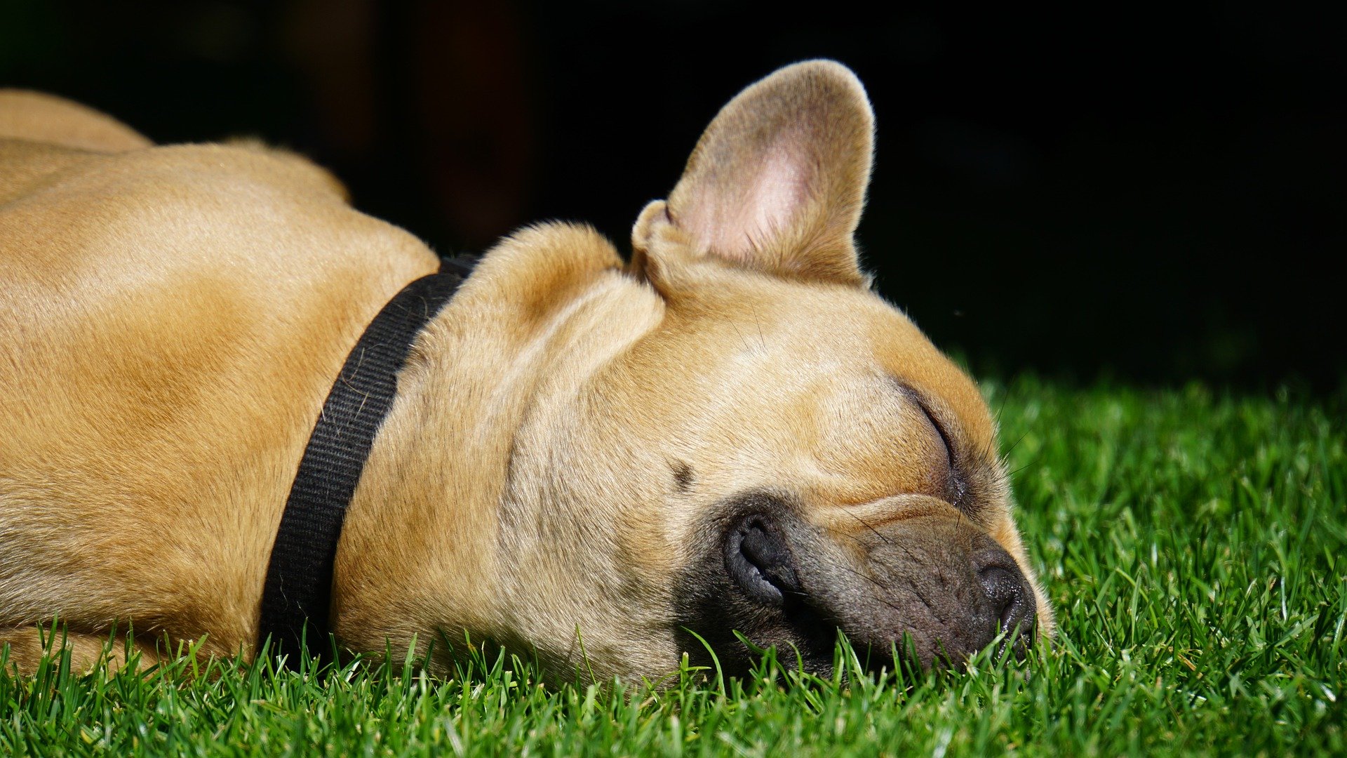 16 Fun Facts About French Bulldogs