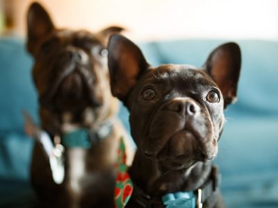 5 Reasons Why You Need Pet Insurance for Your French Bulldogs