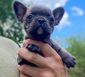 mochi FRENCH BULLDOG PUPPY FOR SALE IN NAVARRE OH2