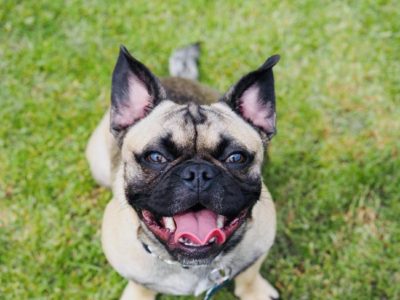 Meet the Frug: A Cute Pug and French Bulldog Mix