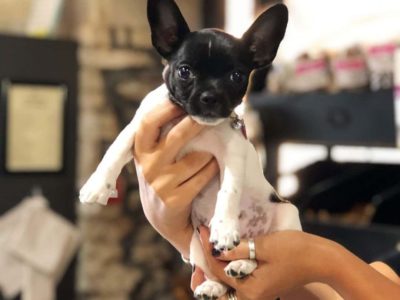French Bulldog Chihuahua Mix(French Bullhuahua): Everything You Need to Know