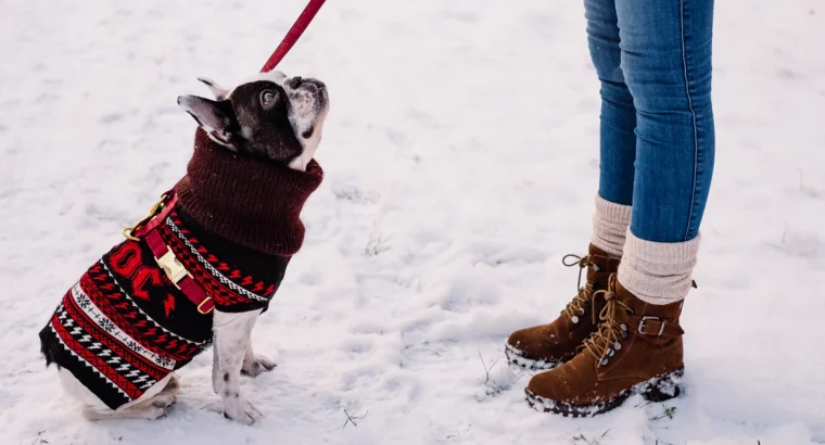 11 tips to Keep your Frenchies Safe During Winter