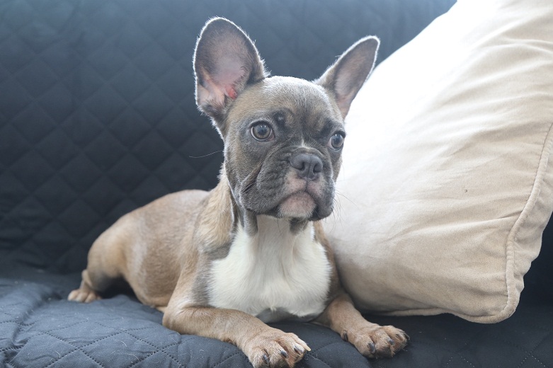 Blue-Sable-Frenchies