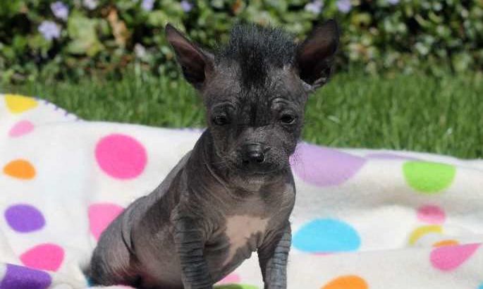 The Chinese Crested Frenchie: A Unique Crossbreed Mix
