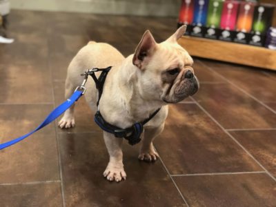 Fawn French Bulldogs: The Most Popular Coat Color