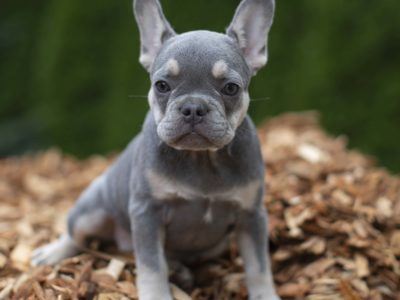 Lilac French Bulldogs: What to Know About This Unusual Coat Color