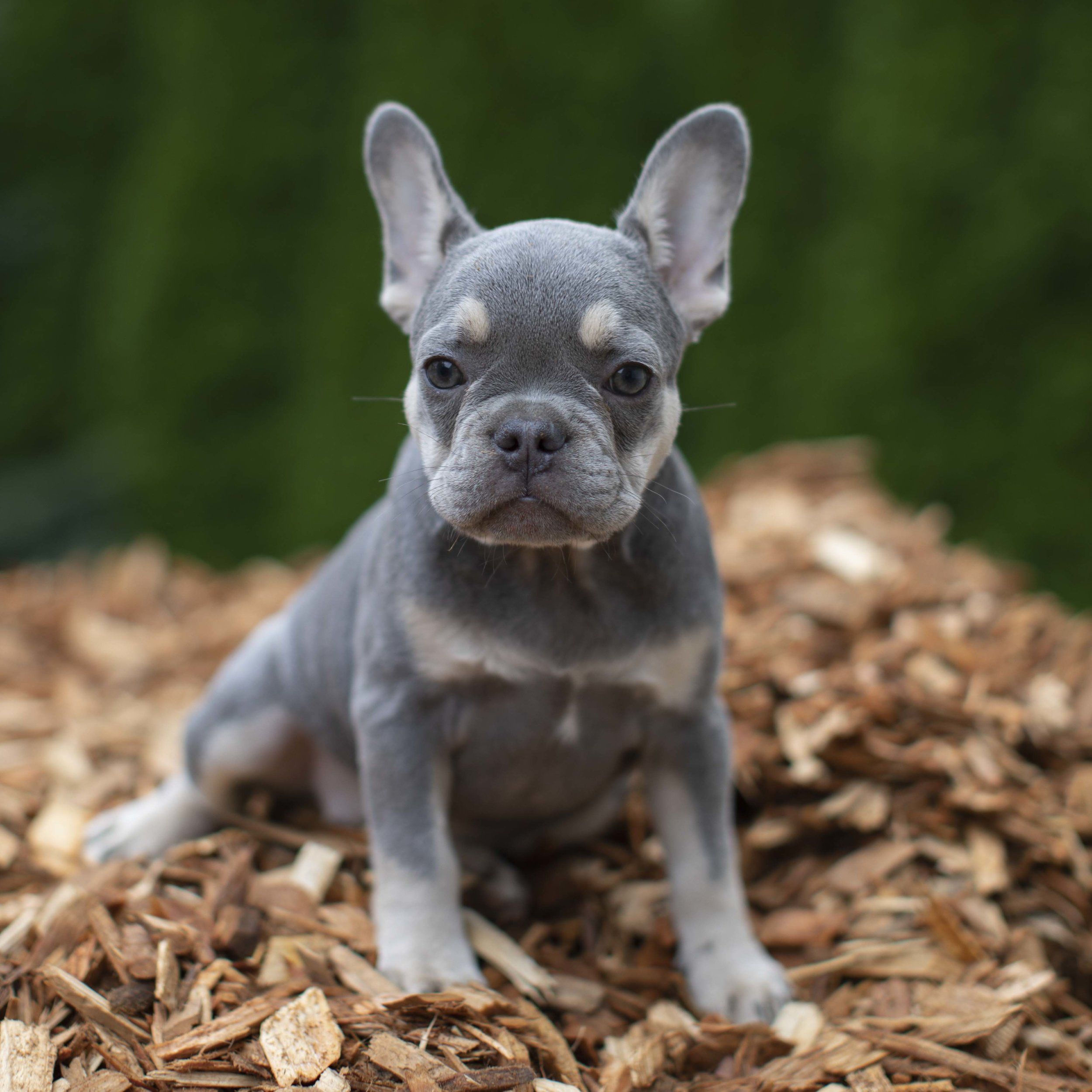 Lilac French Bulldogs: What to Know About This Unusual Coat Color