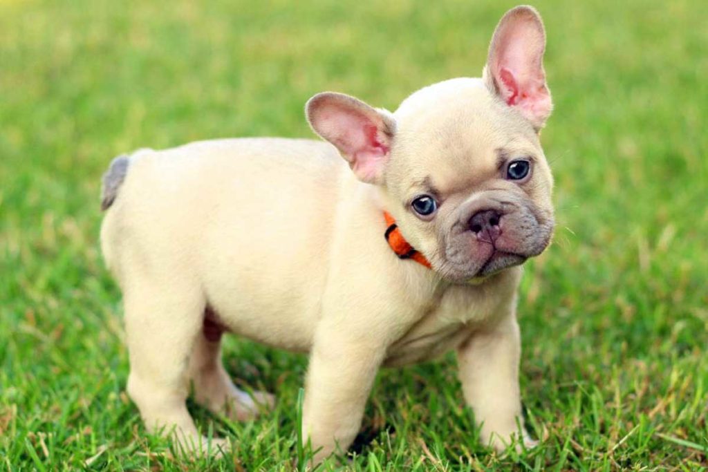 Lilac-Sable-Frenchies
