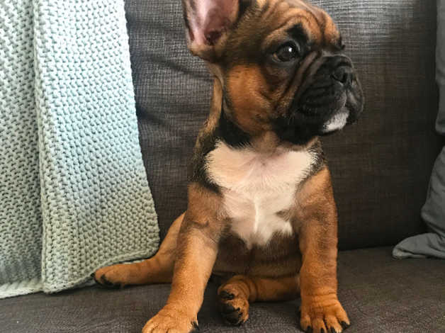 Red-Sable-Frenchies