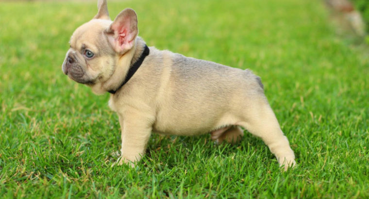 Stunning Sable Frenchies: The Rare Breed with a Beautiful Fawn Coloring