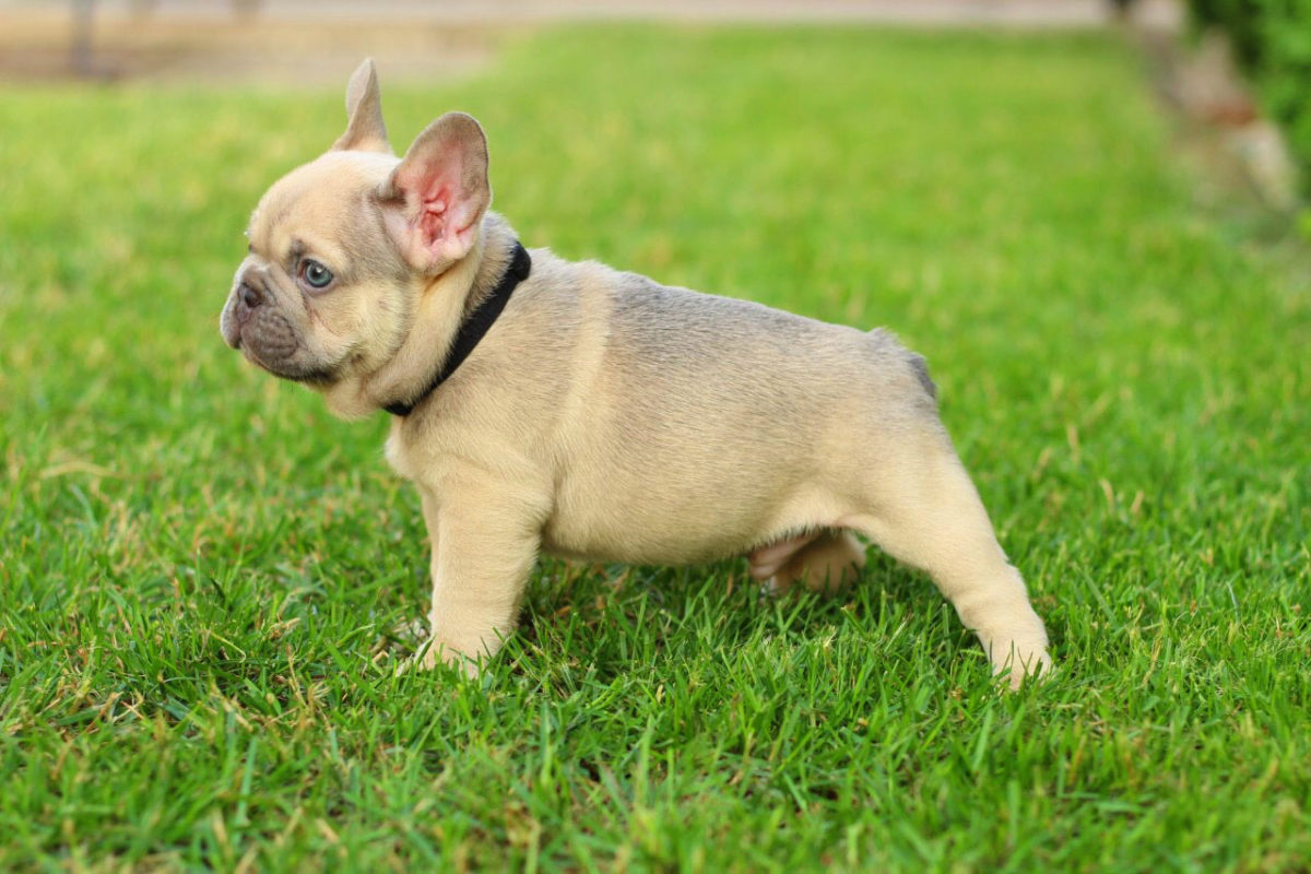 Stunning Sable Frenchies: The Rare Breed with a Beautiful Fawn Coloring