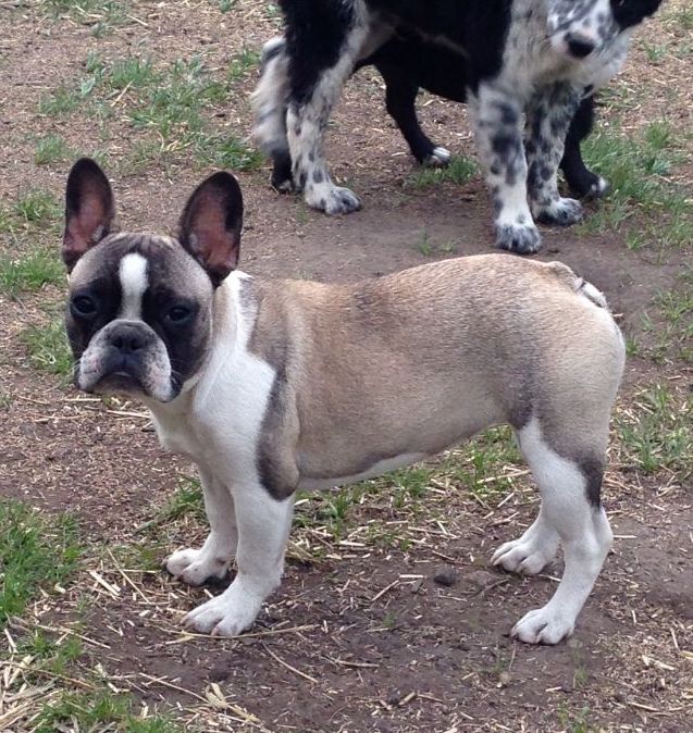 Sable-Pied-Frenchies