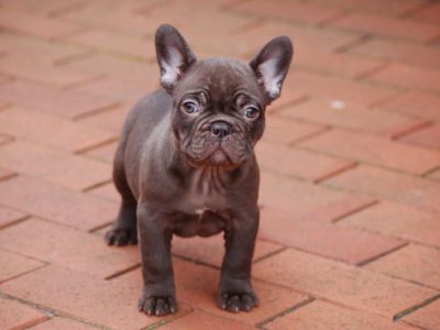 The Rare Chocolate Frenchie: Everything You Need To Know