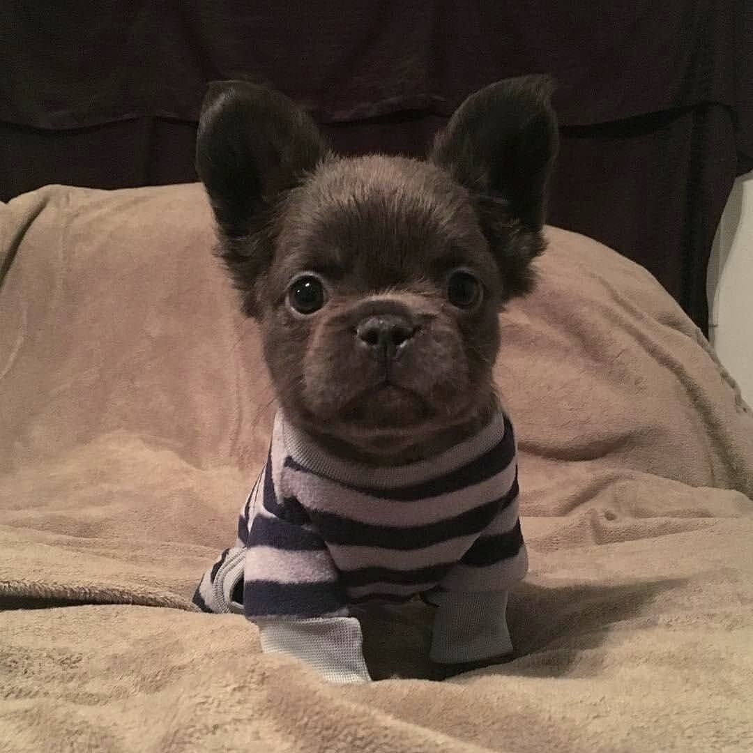Fluffy French Bulldogs: The Rarest of the Rare