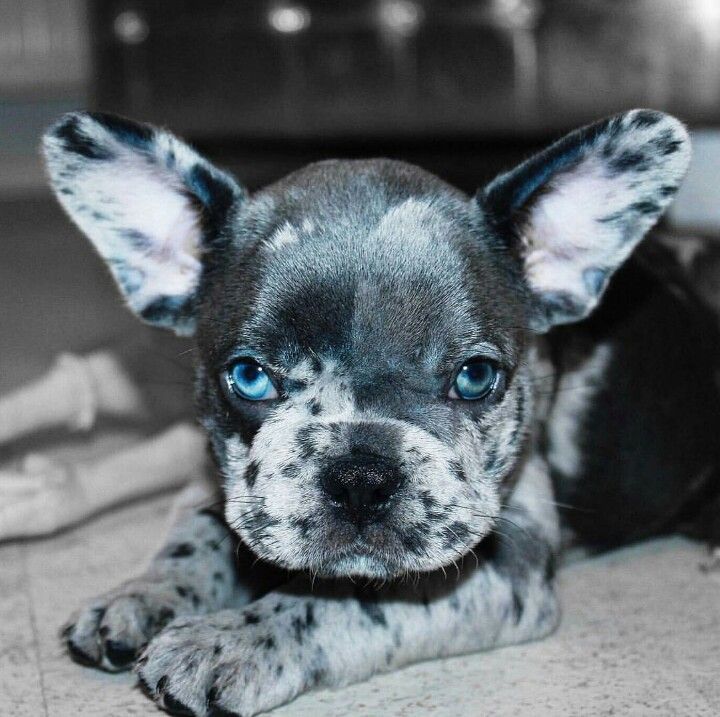 french-bulldog-blue-eyes