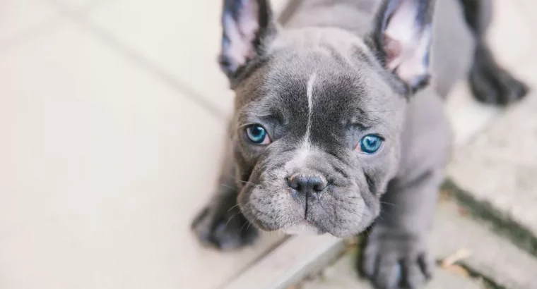 French Bulldogs with Blue Eyes: The Prettiest Pups You’ll Ever See