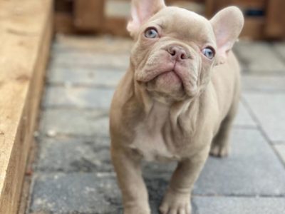 Rare Isabella French Bulldog Coat (Lilac): All You Need to Know
