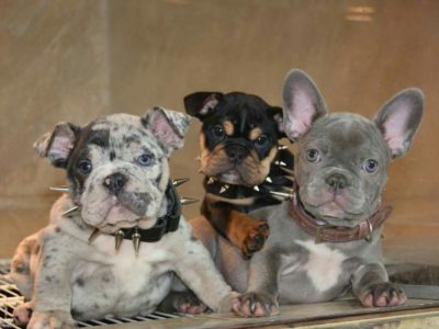 Tri-Color Frenchies: What You Need to Know About the Tri Gene