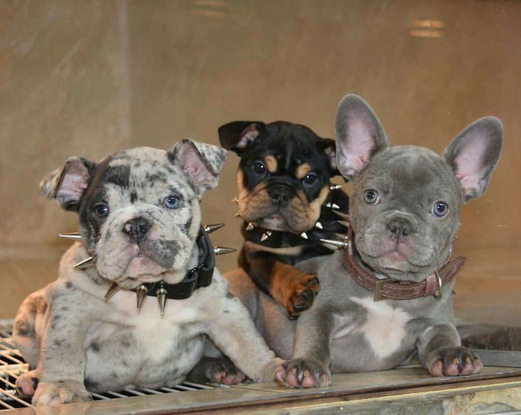 Tri-Color Frenchies: What You Need to Know About the Tri Gene