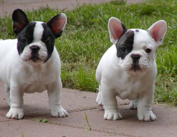 What is a Pied French Bulldog? The Different Types of Pied Coats