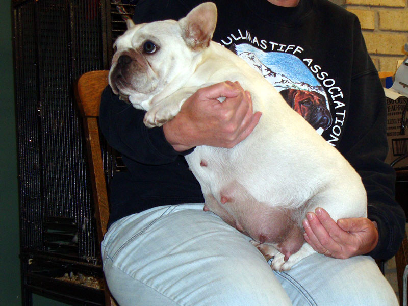 Is Your French Bulldog Obese? How to Tell and What to Do About It