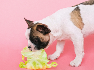 French Bulldog Diet And Nutrition