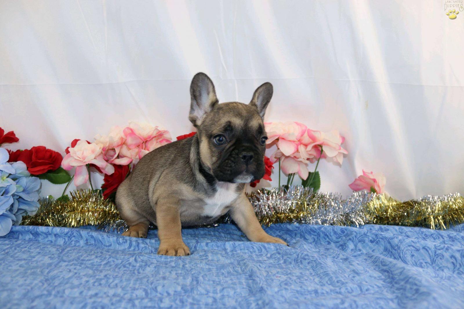 Training Your Frenchie: Here’s What You Need to Know