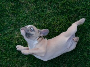 Can French Bulldogs Eat Apples Safely?