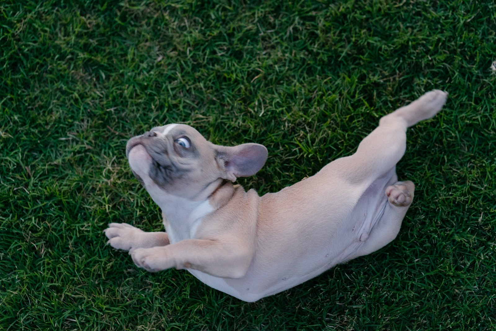 Can French Bulldogs Eat Apples Safely?