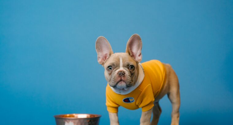 Can French Bulldogs Eat Blueberries?