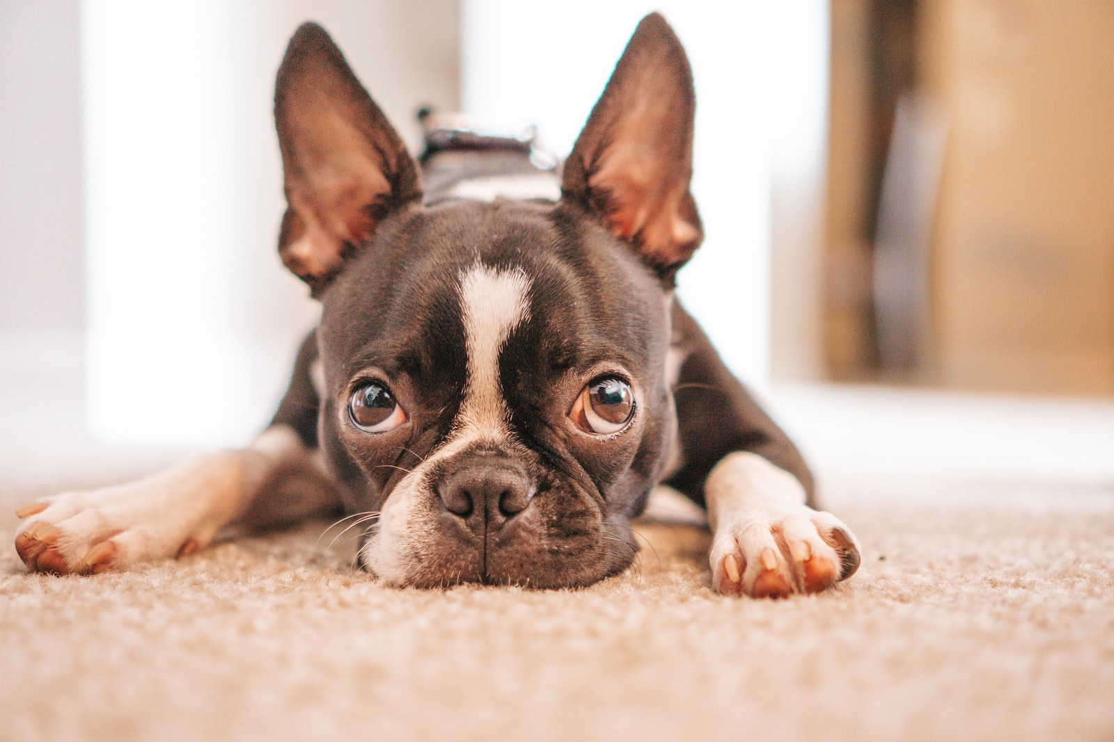 Can French Bulldogs Eat Carrots As A Healthy Snack?