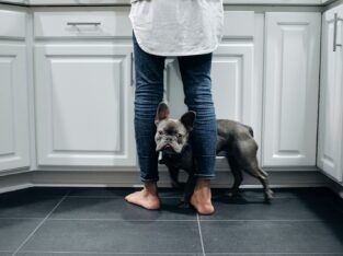 Can French Bulldogs Eat Watermelon As A Treat?