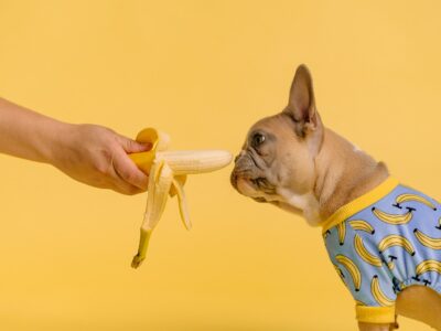 Can French Bulldogs Enjoy Bananas as a Treat?